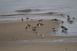 Grand gravelot_737A1420 null
