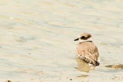Grand gravelot_737A5947-2 null