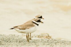 Grand_gravelot_07-2 null