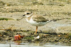 grand_gravelot_01-2 null