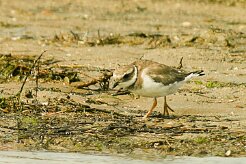 grand_gravelot_02-2 null