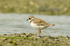 grand_gravelot_03-2 null