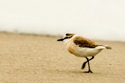 White-fronted Plover (Gravelot à front blanc)_737A8904 null