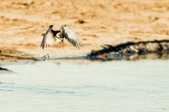White-fronted Plover (Pluvier à front blanc)_7D2_1641 null