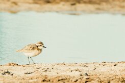 White-fronted Plover (Pluvier à front blanc)_7D2_1653 null