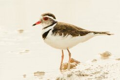 Gravelot à triple collier-(Three-banded Plover)_737A5179 null