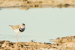 Three-banded Plover (Pluvier à triple collier)_7D2_1649 null