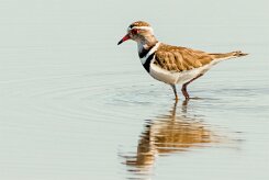 Three-banded Plover (Pluvier à triple collier)_x737A4728 null