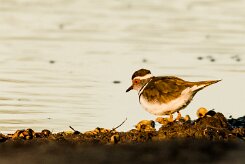 Three-banded plover (Pluvier à triple collier)_x737A3436-2 null