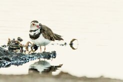 Three-banded plover (Pluvier à triple collier)_x737A3460-2 null