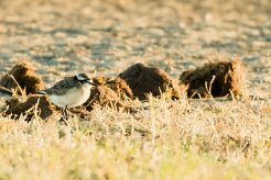 Kittlitz's Plover (Pluvier pâtre)_7D2_1692 null