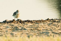 Kittlitz's Plover (Pluvier pâtre)_7D2_1694 null