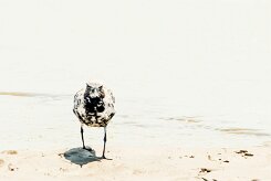 Grey Plover (Pluvier argenté)_737A4342 null