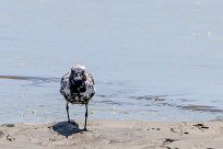 Grey Plover (Pluvier argenté) Walvis Bay