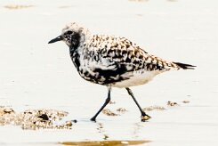 Grey Plover (Pluvier argenté)_737A4344-2 null