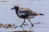 Grey Plover (Pluvier argenté) Walvis Bay