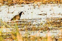 Long-toed Lapwing (Vanneau à ailes blanches)_x737A3745-2 null