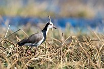 Long-toed Lapwing (Vanneau à ailes blanches) Chief Island