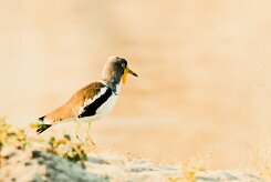 White-crowned Lapwing (Vanneau à tête blanche)_x737A5282-2 null