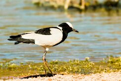 Blacksmith Lapwing (Vanneau armé)_737A2830-2 null