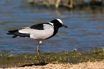 Blacksmith Lapwing (Vanneau armé) Du côté d'Omaruru