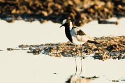 Blacksmith Lapwing (Vanneau armé)_7D2_1686 null