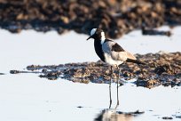 Blacksmith Lapwing (Vanneau armé) Savuti_Marsh