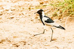 Blacksmith Lapwing-(Vanneau armé)_737A4605 null