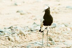 Blacksmith lapwing (Vanneau armé)-737A9224-2 null