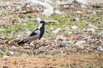 blacksmith plover (Vanneau armé) blacksmith plover (Vanneau armé)