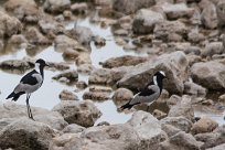 Blacksmith plover (Vanneau armé) Etosha