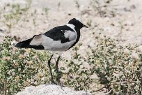 Blacksmith plover (Vanneau armé) Etosha