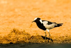 blacksmith lapwing (Vanneau armé)_x737A3424-2 null