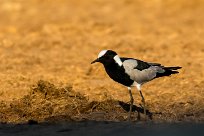 blacksmith lapwing (Vanneau armé) blacksmith lapwing (Vanneau armé)