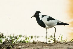 blacksmith lapwing (Vanneau armé)_x737A3456-2 null