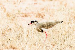 Crowned Lapwing (Vanneau couronné)-_737A2717-2 null