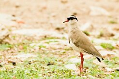 Crowned Lapwing (Vanneau couronné)_737A4667 null