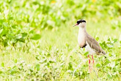 Crowned Lapwing (Vanneau couronné)_737A5486-2 null