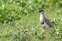 Crowned Lapwing (Vanneau couronné) Etosha