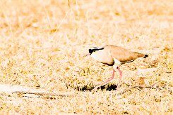 Crowned Lapwing (Vanneau couronné)_x737A4354-2 null
