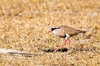 Crowned Lapwing (Vanneau couronné) Crowned Lapwing (Vanneau couronné)