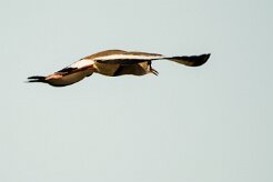 Crowned Lapwing (Vanneau couronné)_x737A4361-2 null