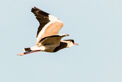 Crowned Lapwing (Vanneau couronné)_x737A4366-2 null