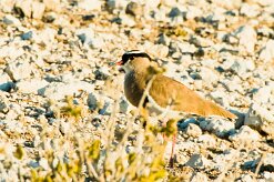 Crowned lapwing (Vanneau couronné)-737A9554-2 null