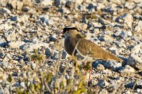 Crowned lapwing (Vanneau couronné) Okaukuejo - Etosha - Namibie