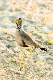 African Wattled Lapwing (Vanneau du Sénégal)_x737A3760-2 null