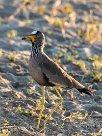 African Wattled Lapwing (Vanneau du Sénégal) African Wattled Lapwing (Vanneau du Sénégal)