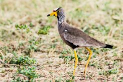 African Wattled Lapwing (Vanneau du Sénégal)_x737A5769-2 null
