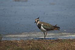 Vanneau huppé_737A0944 null