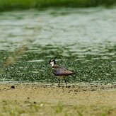 vanneau_huppe_02-2 null